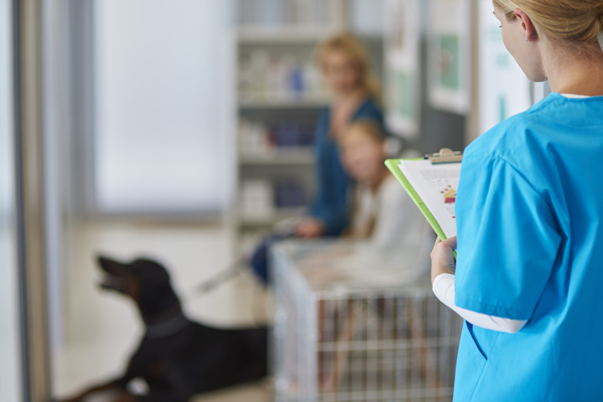 Veterinarian reviewing unpaid animal treatment bills and outstanding client accounts at a veterinary clinic in Perth, Australia.
